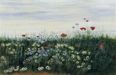 Papaveri, Margherite e altri Fiori vicino al Mare da Andrew Nicholl